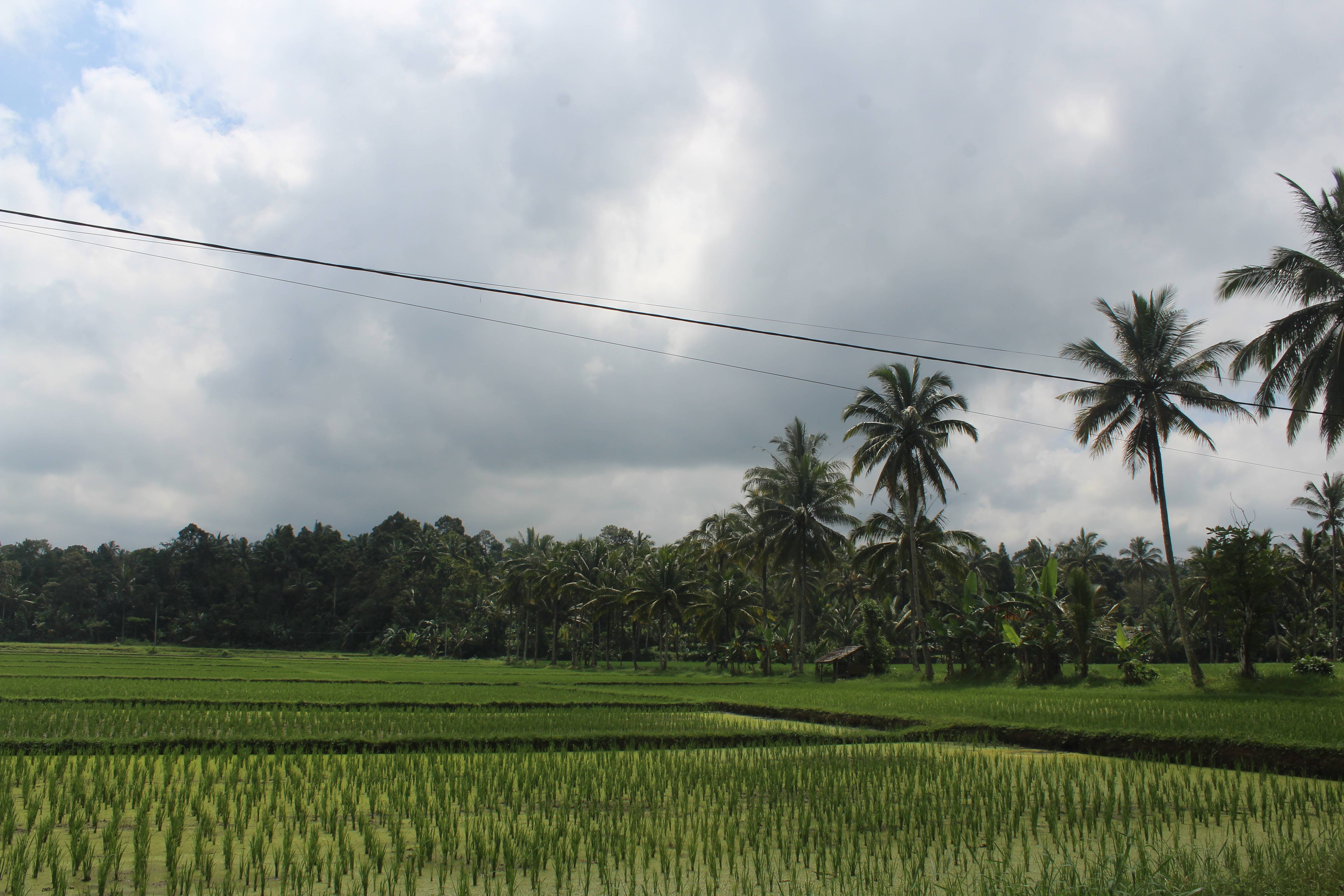 Mesin Cacah Pakan Ternak