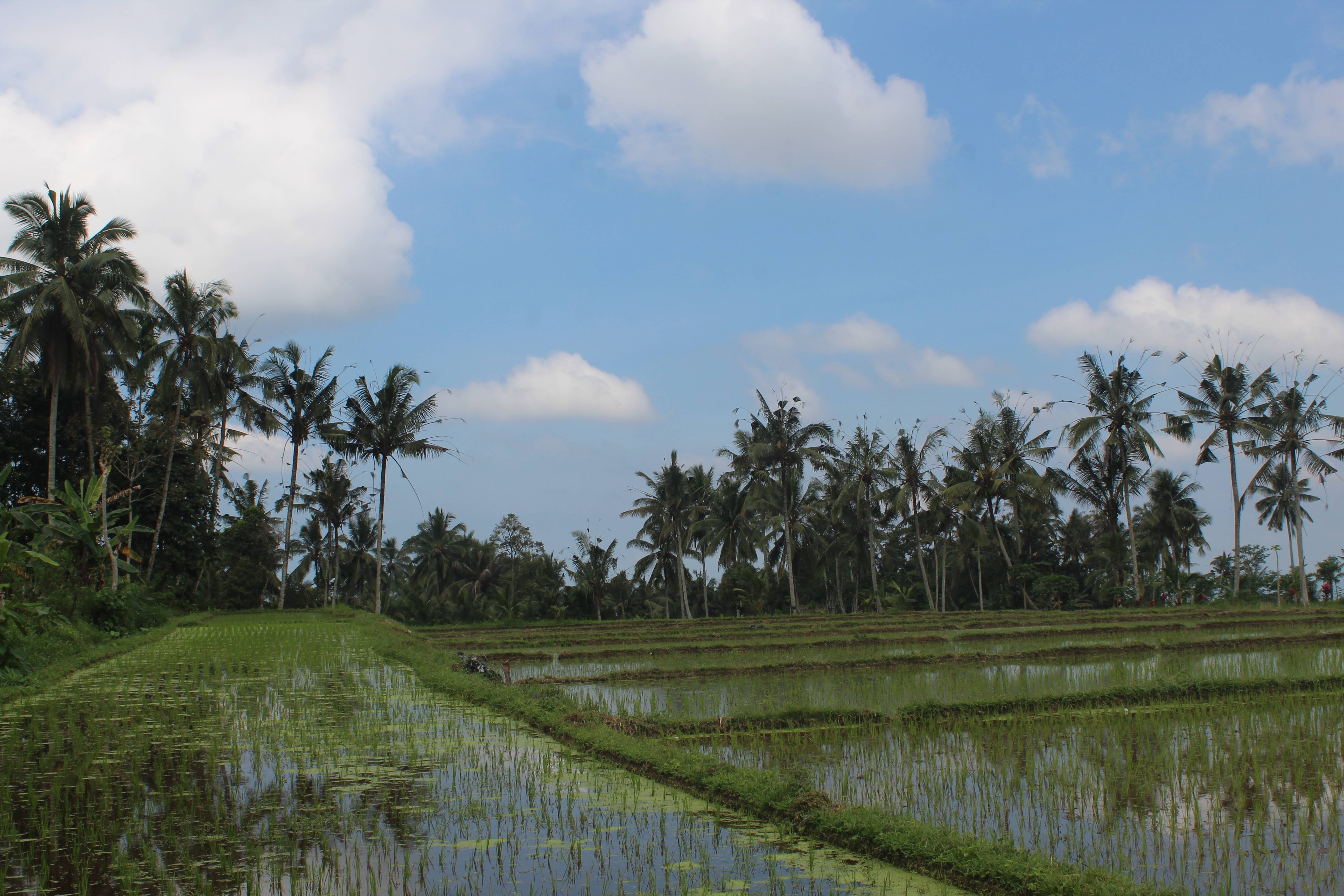 Mesin Cacah Pakan Ternak - Image 3